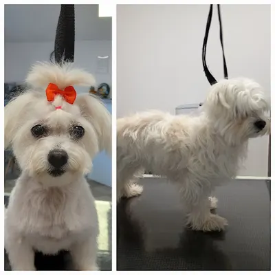 Monika Mojżesz Salon pielęgnacji psów AZUNIA